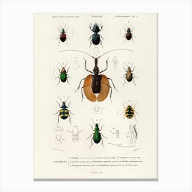 Different Types Of Beetles, Charles Dessalines D'Orbigny 11 Canvas Print