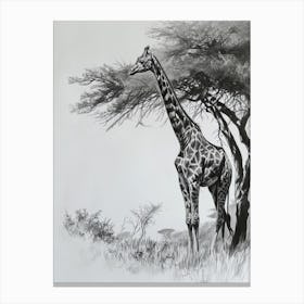 Giraffe With The Acacia Tree 3 Canvas Print