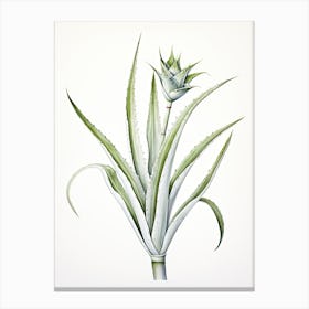 Aloe Vera Vintage Botanical Herbs 3 Canvas Print