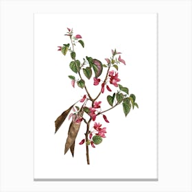 Vintage Judas Tree Botanical Illustration on Pure White n.0589 Canvas Print