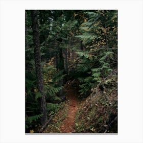 Fall Trail II Canvas Print