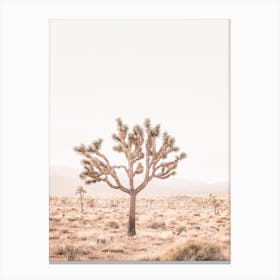 Yucca Canvas Print