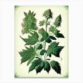 Catnip Herb Vintage Botanical Canvas Print