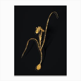 Vintage Barbary Nut Botanical in Gold on Black n.0287 Canvas Print