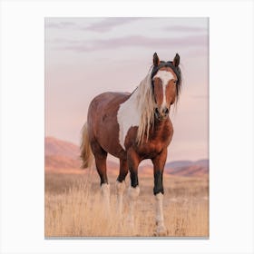 Paint Horse In Desert Canvas Print