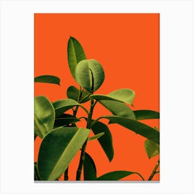 Green Leaves On An Orange Background Canvas Print