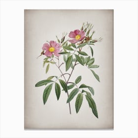 Vintage Pink Swamp Roses Botanical on Parchment n.0393 Canvas Print
