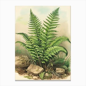 Vintage Illustration Ruffled Fern 2 Canvas Print