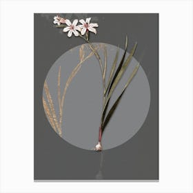 Vintage Botanical Gladiolus on Circle Gray on Gray n.0317 Canvas Print