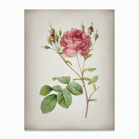 Vintage Pink Cumberland Rose Botanical on Parchment n.0301 Canvas Print