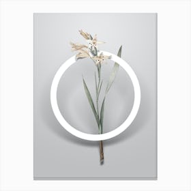 Vintage Gladiolus Cuspidatus Minimalist Botanical Geometric Circle on Soft Gray n.0408 Canvas Print
