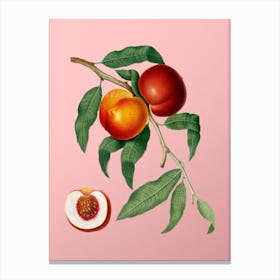 Vintage Walnut Botanical on Soft Pink n.0704 Canvas Print