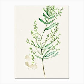 Shepherd's Purse Herb Minimalist Watercolour 2 Canvas Print