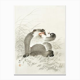 Monkey With Insect (1900 1930), Ohara Koson Canvas Print