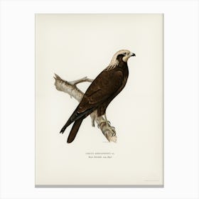 Marsh Harrier, The Von Wright Brothers Canvas Print