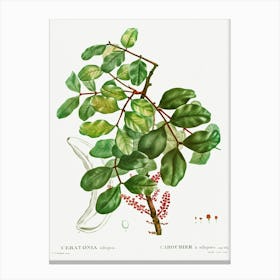 Carob Tree, Pierre Joseph Redoute Canvas Print