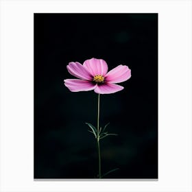 Pink Cosmos Flower 1 Canvas Print