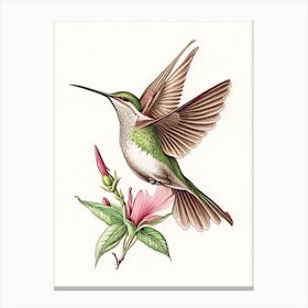 Hummingbird In Flight Vintage Botanical Line Drawing Canvas Print