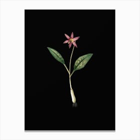 Vintage Erythronium Botanical Illustration on Solid Black n.0518 Canvas Print