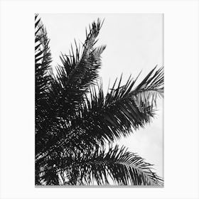 Black And White Palm Tree 1 Canvas Print