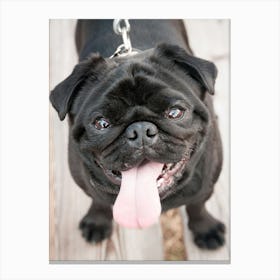 Black Pug Dog Canvas Print