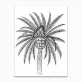 Palm Tree Leaves Drawing Canvas Print