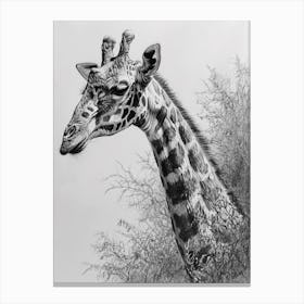 Giraffe With Head In The Branches Pencil Drawing 1 Canvas Print