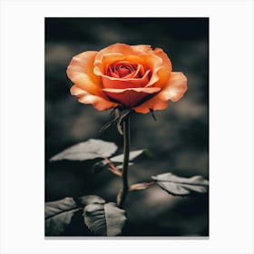 Orange Rose 8 Canvas Print