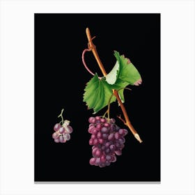 Vintage Grape Barbarossa Botanical Illustration on Solid Black n.0935 Canvas Print