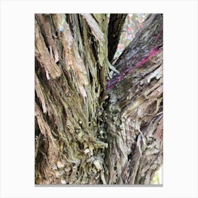 Bark Of A Tree Canvas Print