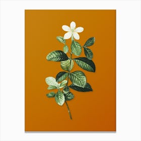 Vintage Gardenia Botanical on Sunset Orange n.0429 Canvas Print