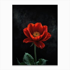 Red Poppy Canvas Print