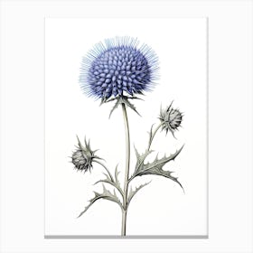 Echinops Vintage Botanical Herbs 3 Canvas Print