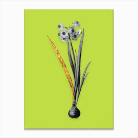 Vintage Daffodil Black and White Gold Leaf Floral Art on Chartreuse n.0349 Canvas Print