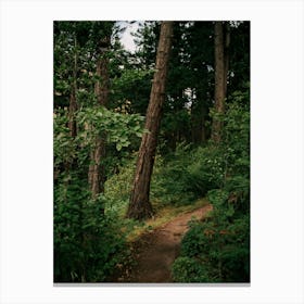 Forest Trail III Canvas Print