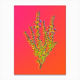 Neon Cat Thyme Plant Botanical in Hot Pink and Electric Blue n.0055 Canvas Print