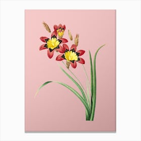 Vintage Ixia Tricolore Botanical on Soft Pink n.0807 Canvas Print