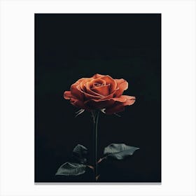 Single Rose 10 Canvas Print