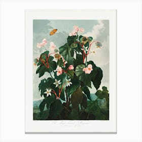 Vintage Botanical Temple Of Flora _2476838 Canvas Print