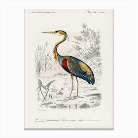 Purple Heron (Ardea Purpurea), Charles Dessalines D' Orbigny Canvas Print