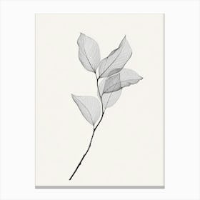 Leaf On A Branch 2 Canvas Print