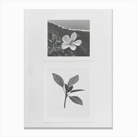 Fuchsia Flower Photo Collage 1 Canvas Print