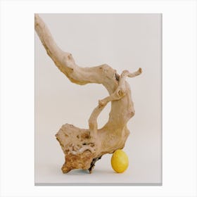 Lemon And A Branch Canvas Print