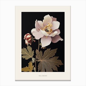 Flower Illustration Hellebore Poster Canvas Print