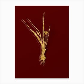 Vintage Weevil wort Botanical in Gold on Red n.0386 Canvas Print