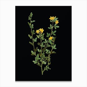 Vintage Yellow Jasmine Flowers Botanical Illustration on Solid Black n.0943 Canvas Print