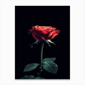 Single Rose 7 Canvas Print