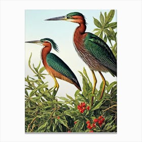 Green Heron Haeckel Style Vintage Illustration Bird Canvas Print