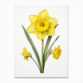 Daffodils Flower Vintage Botanical 3 Canvas Print