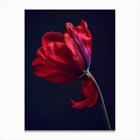 Poster Red Beauty 4 Canvas Print